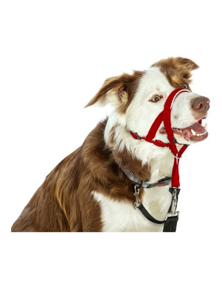 Collier d'entraînement pour chiens Company of Animals Halti Muselière (35-48 cm)