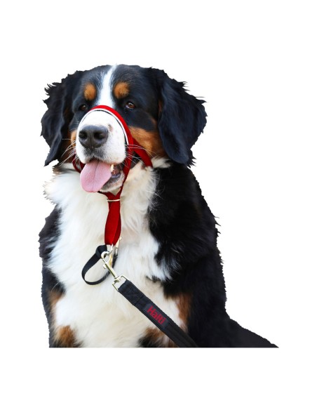 Collier d'entraînement pour chiens Company of Animals Halti Muselière (35-48 cm)