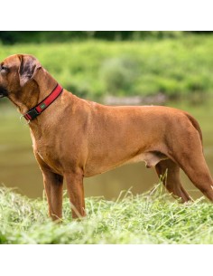 Collier pour Chien Hunter Neopren Vario Rouge 2
