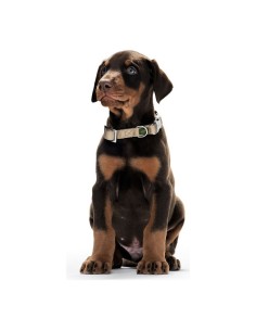 Collier pour Chien Hunter Alu-Strong Turquoise Taille M (40-55 cm) 2