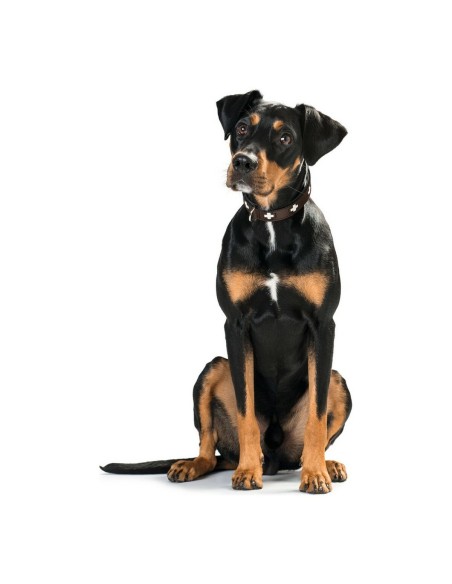 Collier pour Chien Hunter Swiss Negro, marrón (24-28.5 cm)