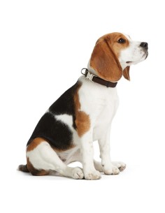 Collier pour Chien Hunter Alu-Strong Orange 20 2