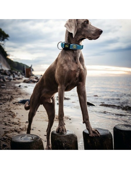Collier pour Chien Hunter Plus Fil turquoise Turquoise Taille XL (45-70 cm)