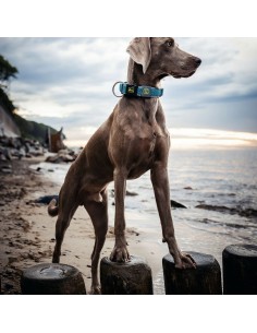 Collier pour Chien Hunter Plus Fil Turquoise 11 2