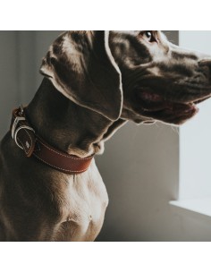 Collier pour Chien Hunter Aalborg Special Cognac 2
