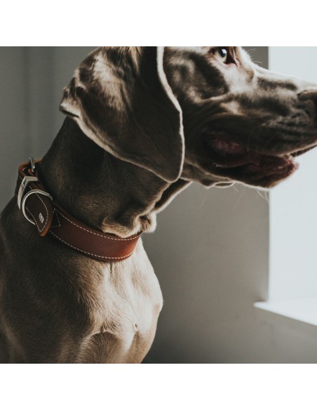 Collier pour Chien Hunter Aalborg Special Cognac