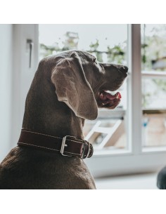 Collier pour Chien Hunter Aalborg Special Cognac 2