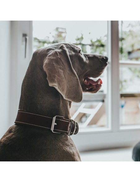 Collier pour Chien Hunter Aalborg Special Cognac