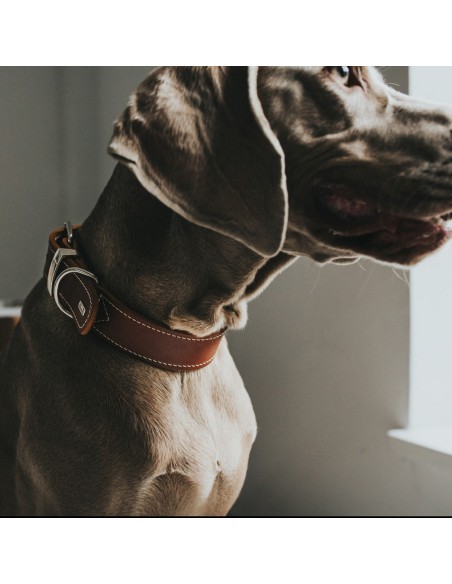 Collier pour Chien Hunter Aalborg Special Cognac