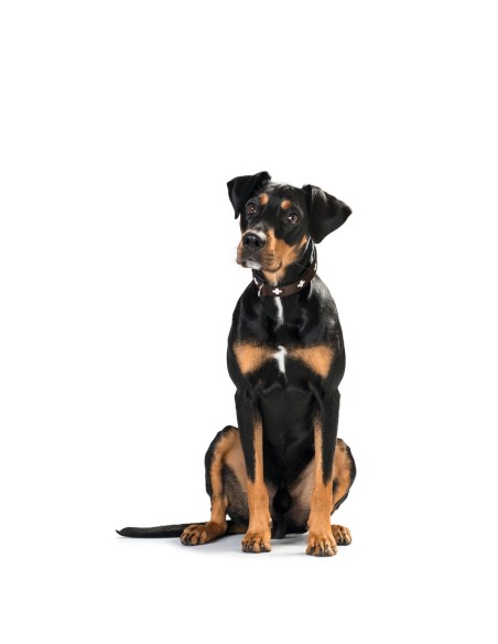 Collier pour Chien Hunter Swiss Marron Noir M 55 cm