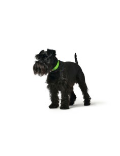 Collier pour Chien Hunter Convenience 23-31 cm Vert XS/S 2