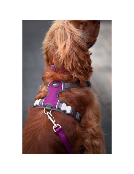 Harnais pour Chien Red Dingo Dingo 25-36 cm 31-43 cm Violet XS