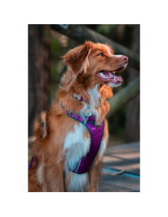Harnais pour Chien Red Dingo Dingo 38-58 cm 46-63 cm Violet M 2