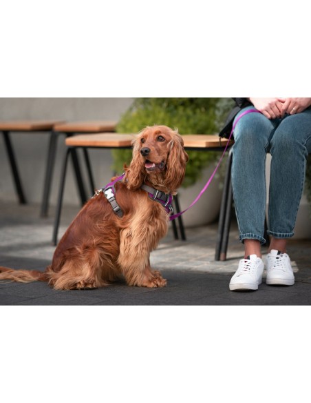 Harnais pour Chien Red Dingo Dingo 38-58 cm 46-63 cm Violet M