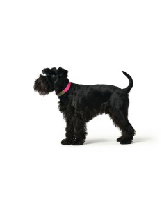 Collier pour Chien Hunter Convenience 53-61 cm L/XL Fuchsia 2