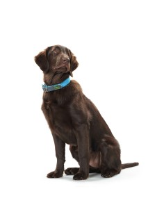 Collier pour Chien Hunter Convenience 53-61 cm L/XL Turquoise 2