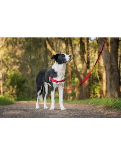 Harnais pour Chien Red Dingo 50-70 cm Rouge M 2