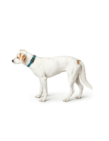 Collier pour Chien Hunter Turquoise 12