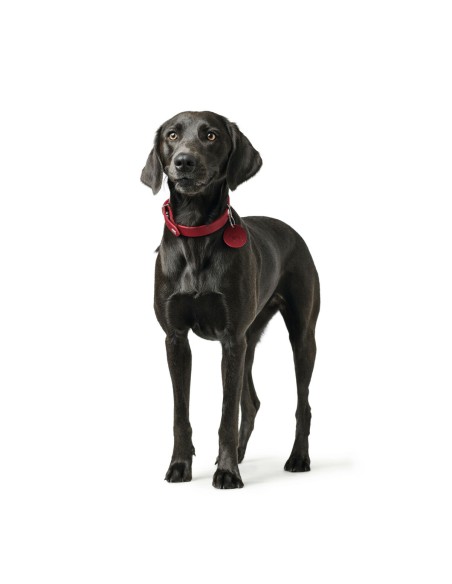 Collier pour Chien Hunter Aalborg Rouge L 45-55 cm
