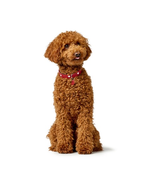 Collier pour Chien Hunter Love S/M 35-43 cm Rouge