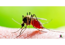 Les erreurs à éviter pour ne pas attirer les moustiques sans le savoir* Les erreurs à éviter pour ne pas attirer les moustiques sans le savoir*